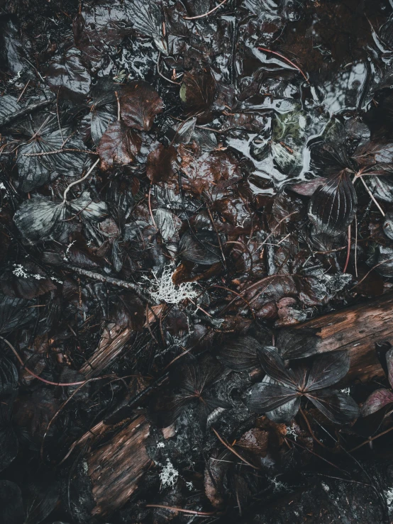 a black and white po of the leaves and the ground