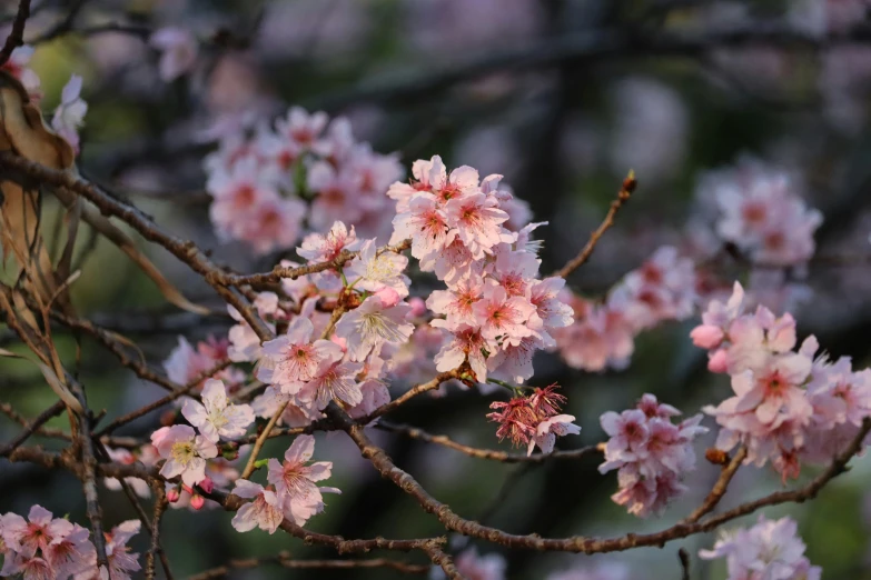 a tree that has many pink flowers on it