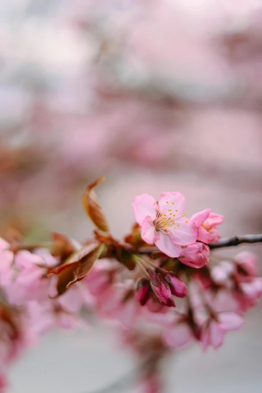 pink flowers that are on a nch