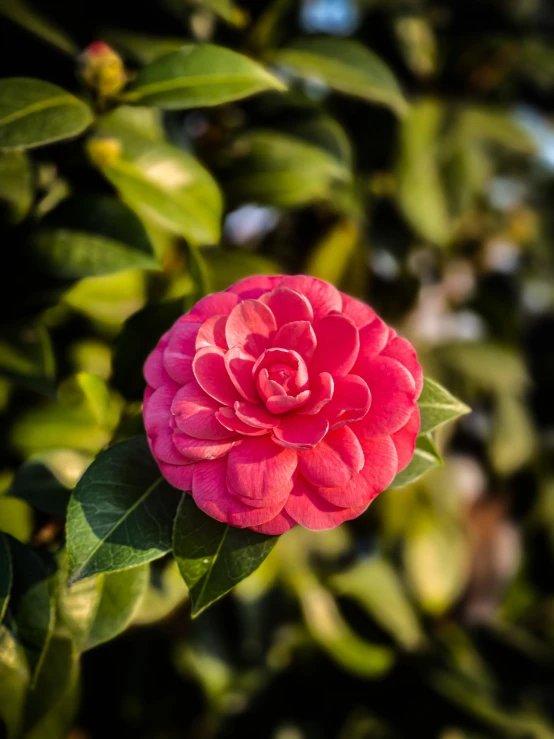 a pink flower sitting on top of a tree