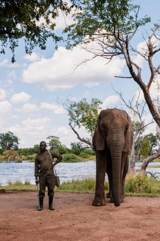 an elephant walking next to a man with a hat