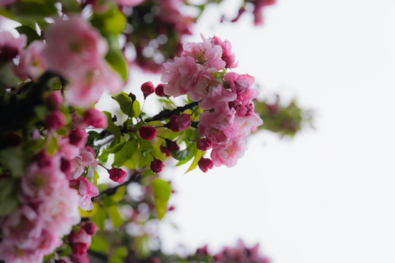 pink flowers are growing in a tree