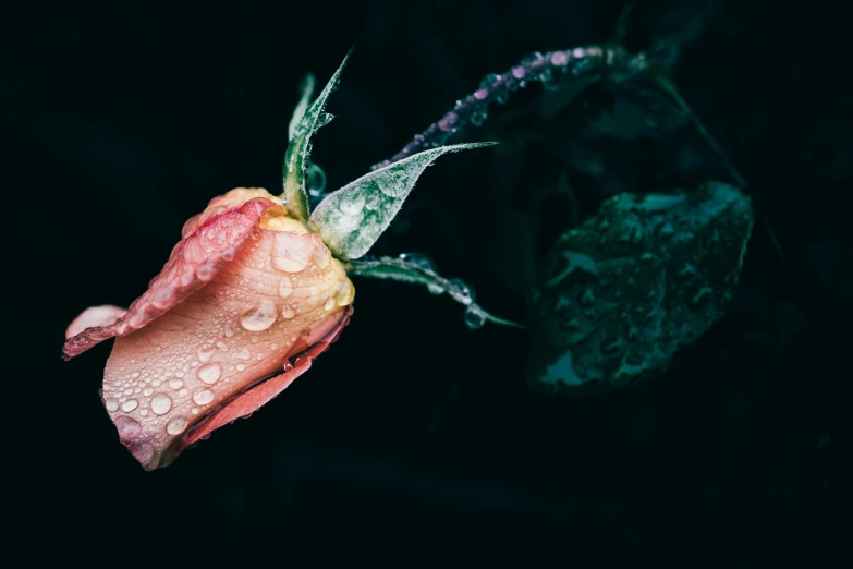 a flower that is sitting on some kind of grass