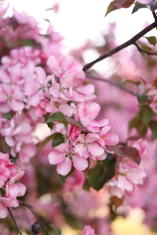 pink blossoms on a tree that is very pretty