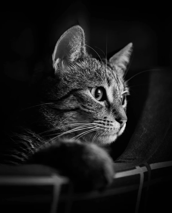 a cat sits up close to the camera