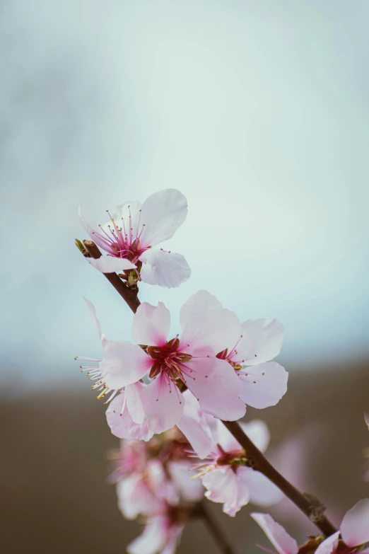 some pink flowers are in bloom on a blurry background