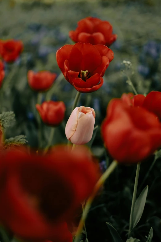 a field full of red and white flowers