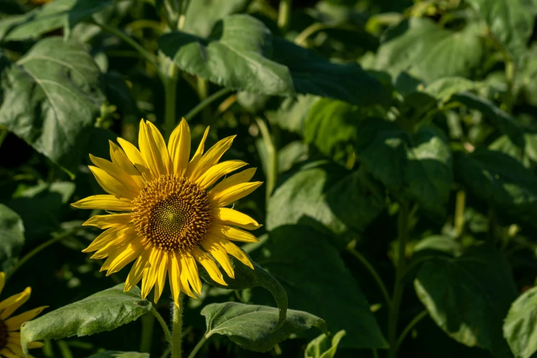 a sunflower is blooming very well in the sun