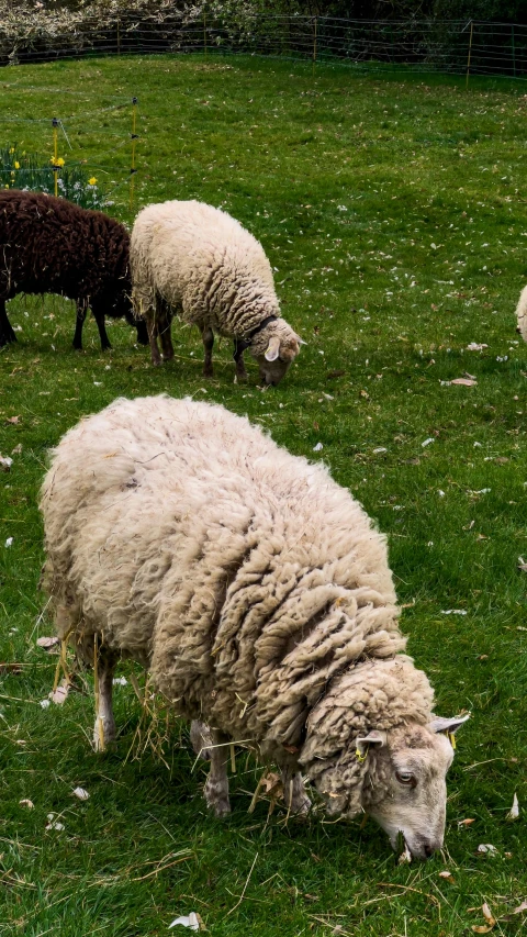 a group of sheep grazing in the grass