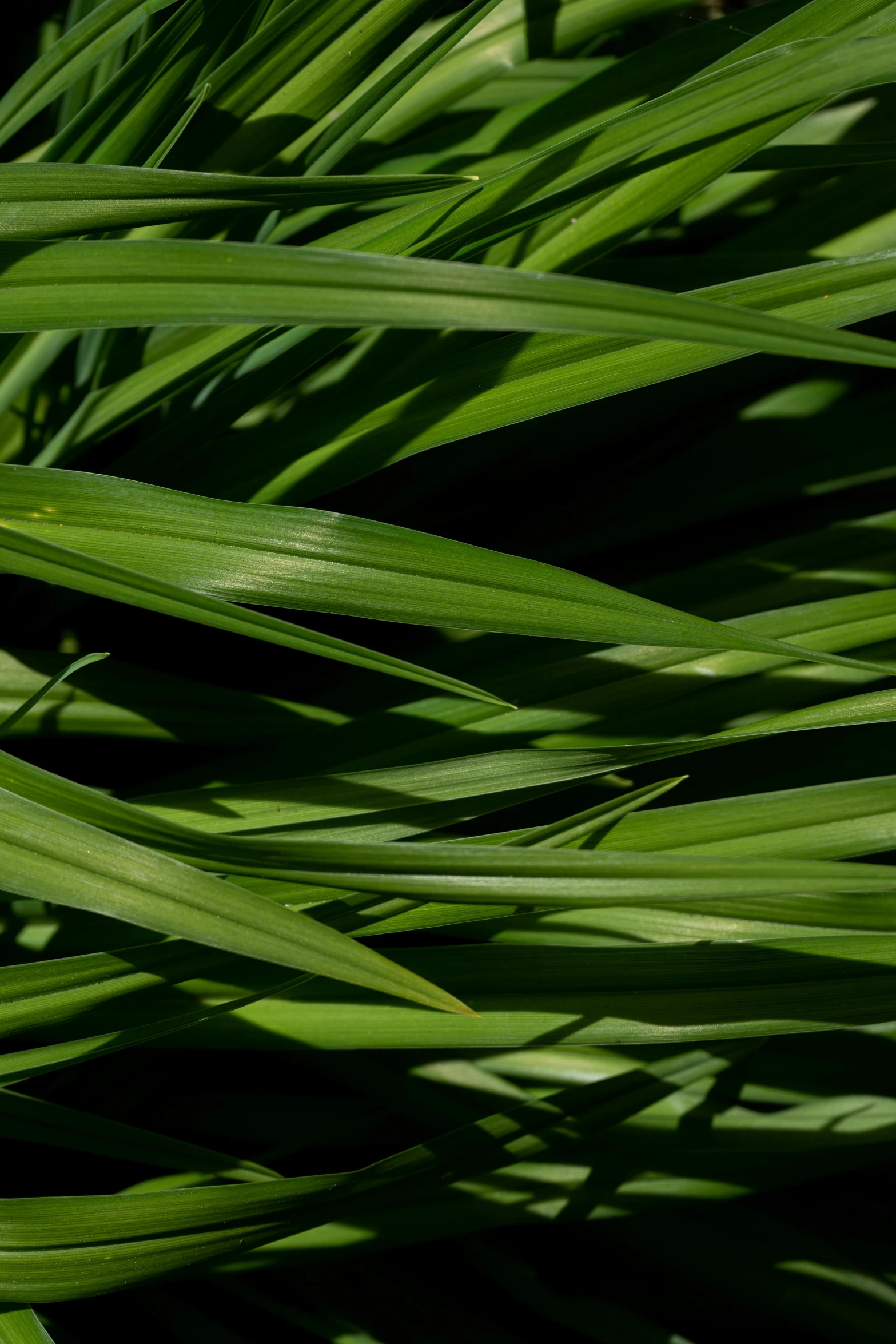 green grass with several long thin leaves