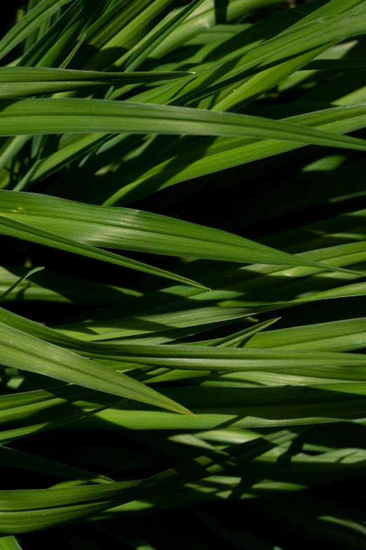 green grass with several long thin leaves