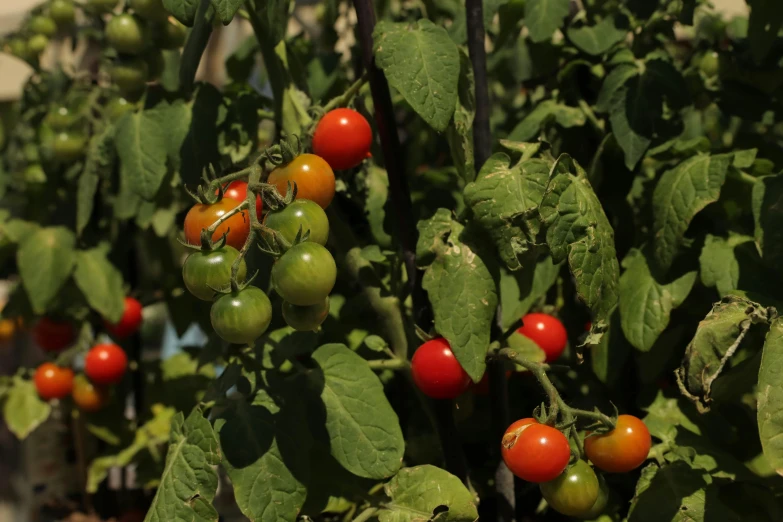 some small tomatoes growing on the vine with green leaves