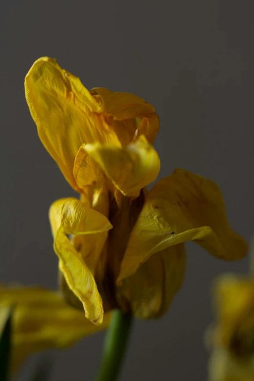 a flower with two petals on it on top of a table