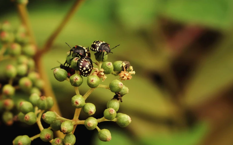 these bugs are on a flower budding plant