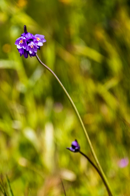 a single purple flower on a tall stem
