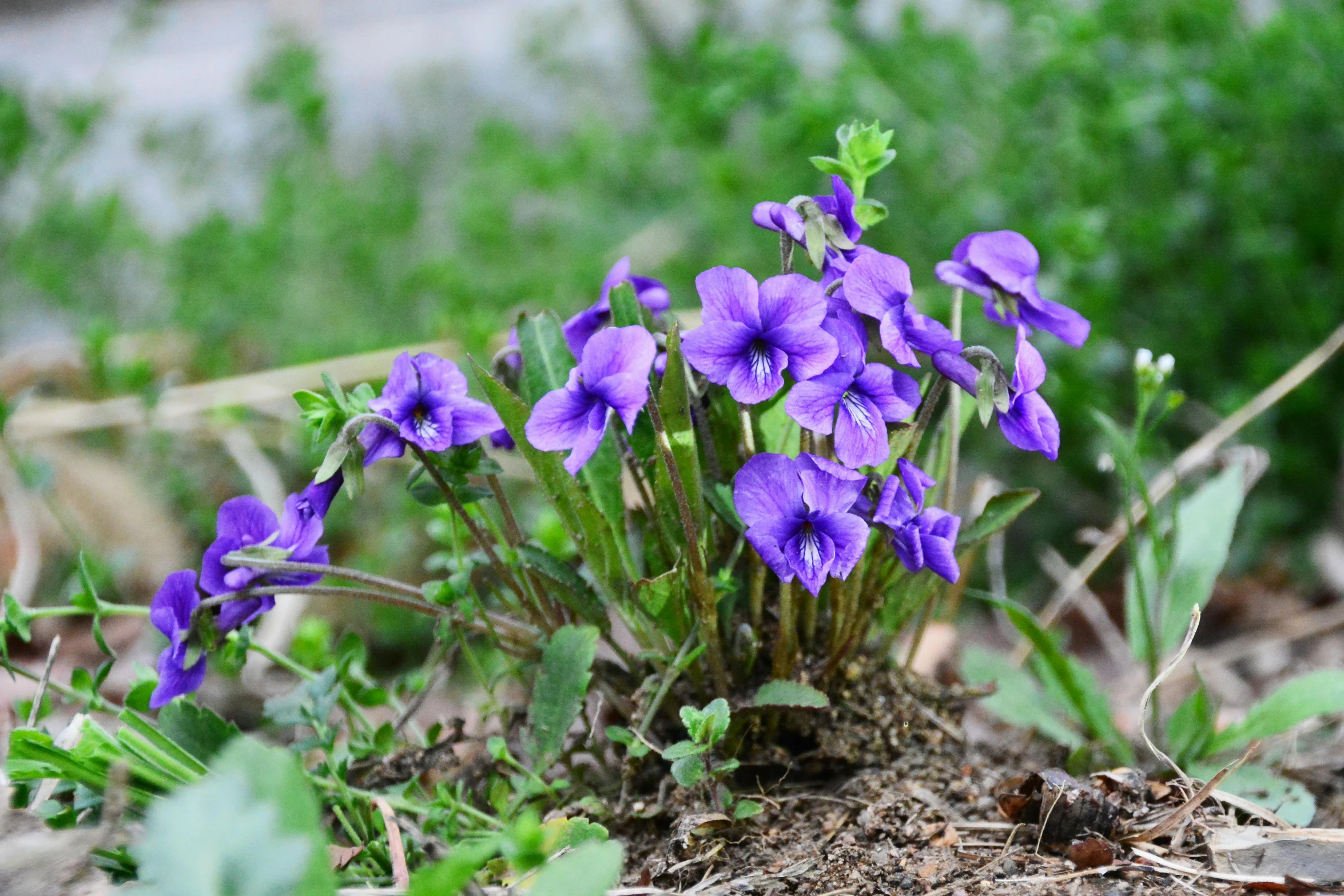 a small group of purple flowers near some green leaves