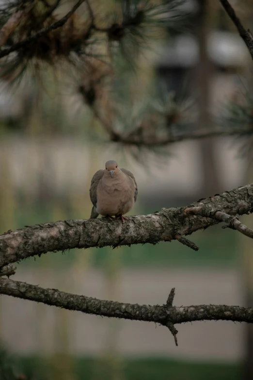 the bird is sitting on a nch next to trees