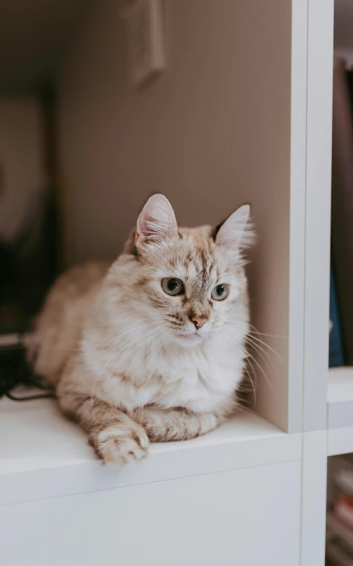 a fluffy white and brown cat is sitting on the counter