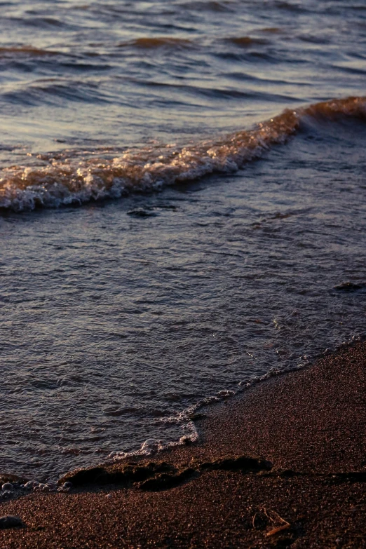 the waves roll in and the dog is on the beach