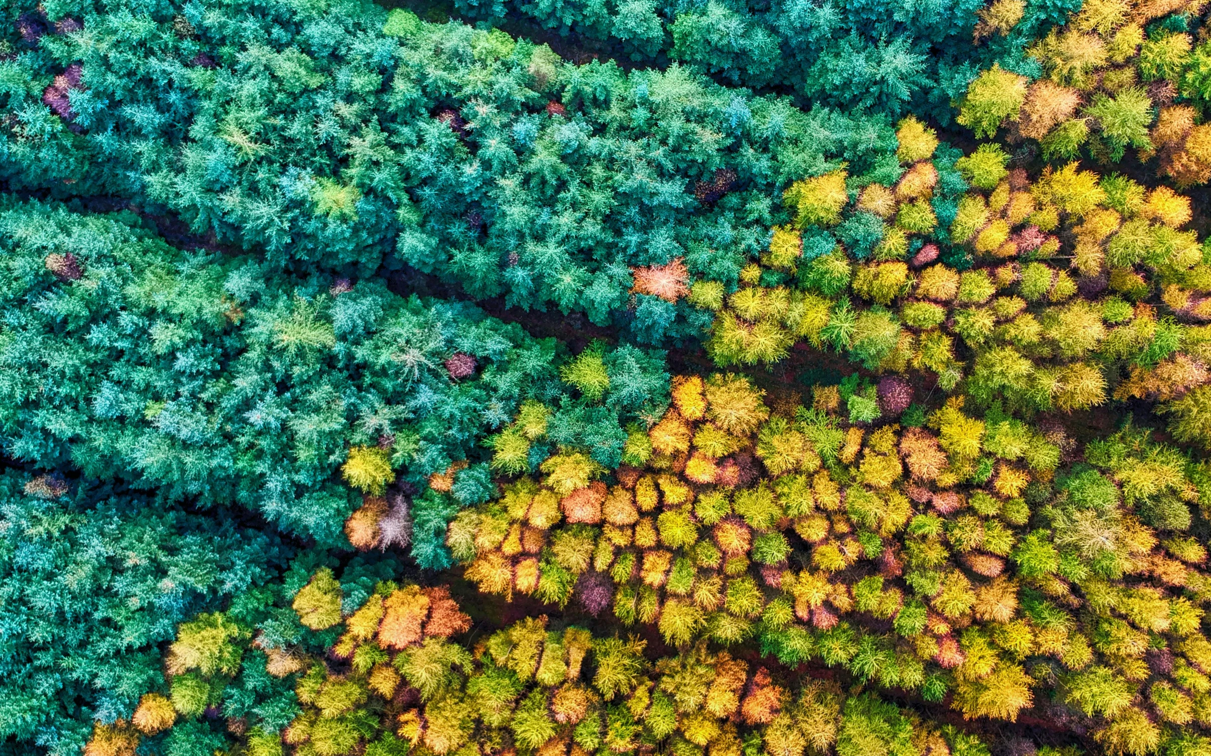 aerial po of a tree canopy in autumn