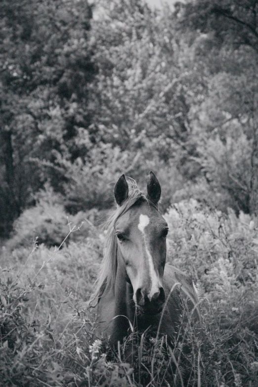 a black and white pograph of a horse in tall grass