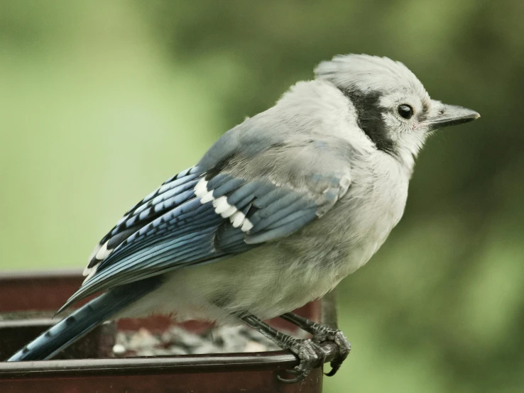 a small blue and white bird sitting on top of a bird feeder