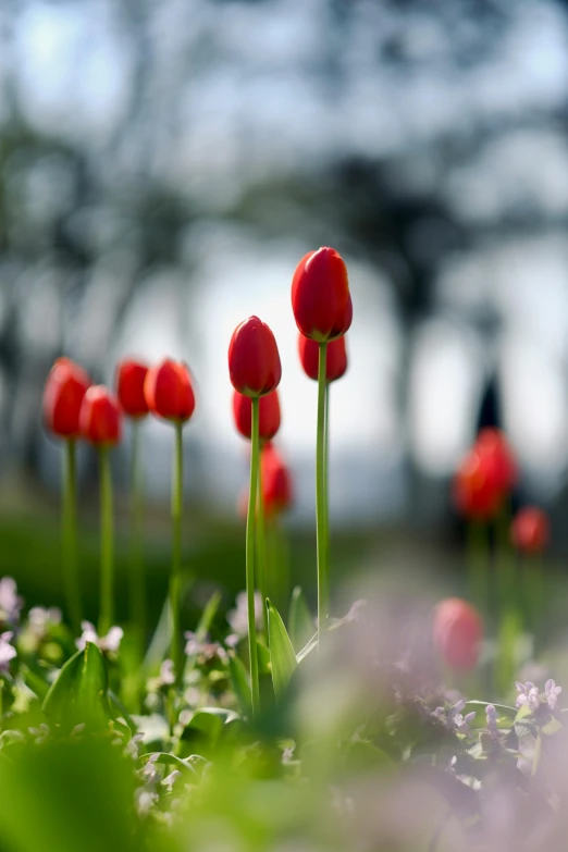 small red flowers stand tall amongst green grass