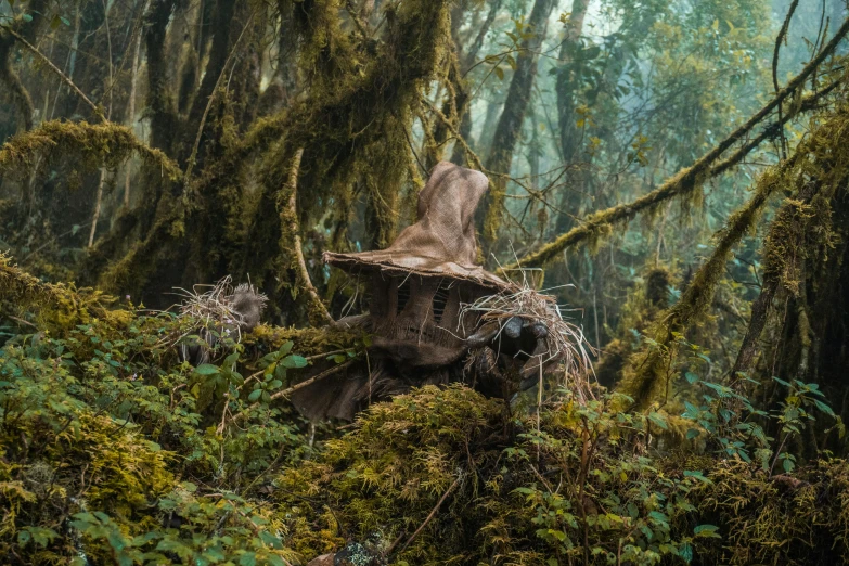 the grass is overgrown with ferns in the forest