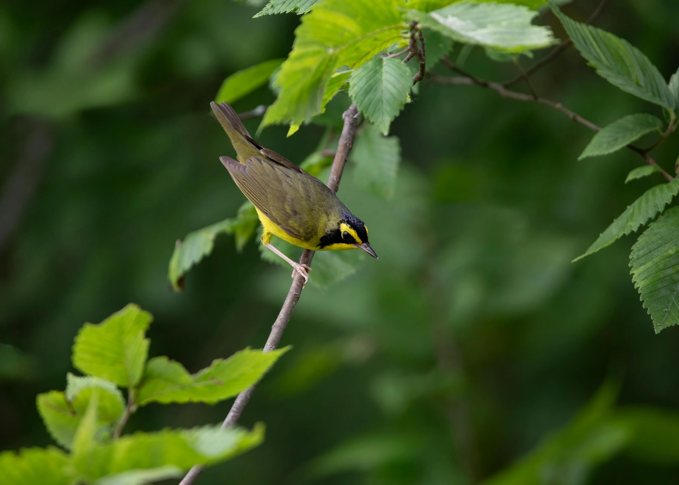 a bird sitting on top of a tree nch