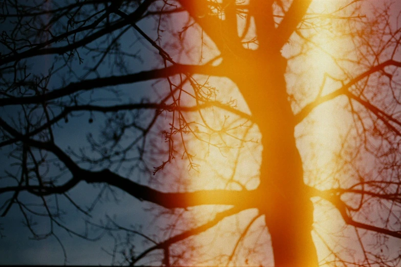 a silhouette of a tree in the background is the sky