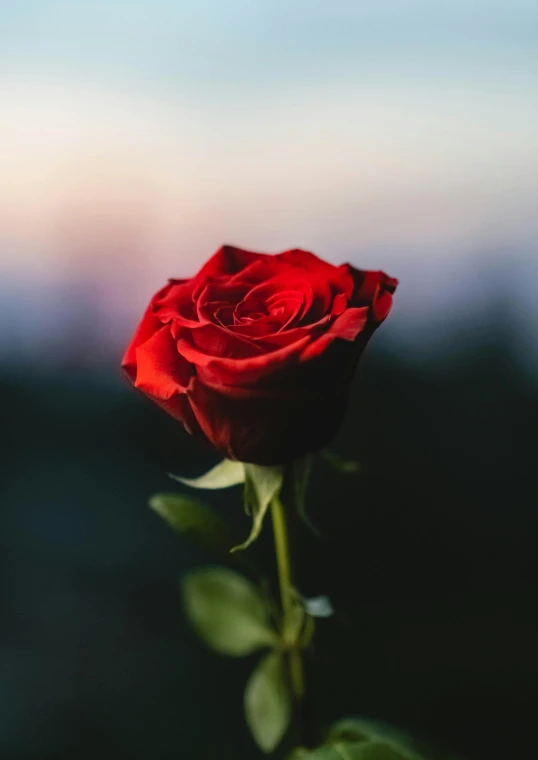 a single red rose in the midst of blurry pograph