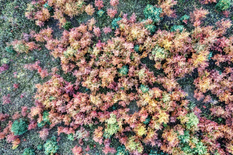 an aerial po of leaves on the treetops