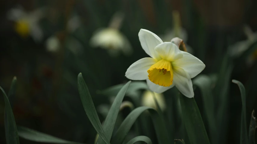 a single white and yellow flower sitting in the middle of some grass