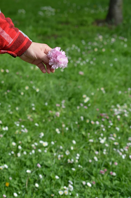 a pink flower that is held in the hand