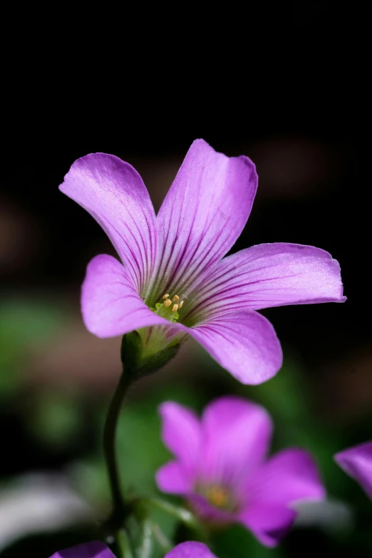 there is a purple flower in the flower bed