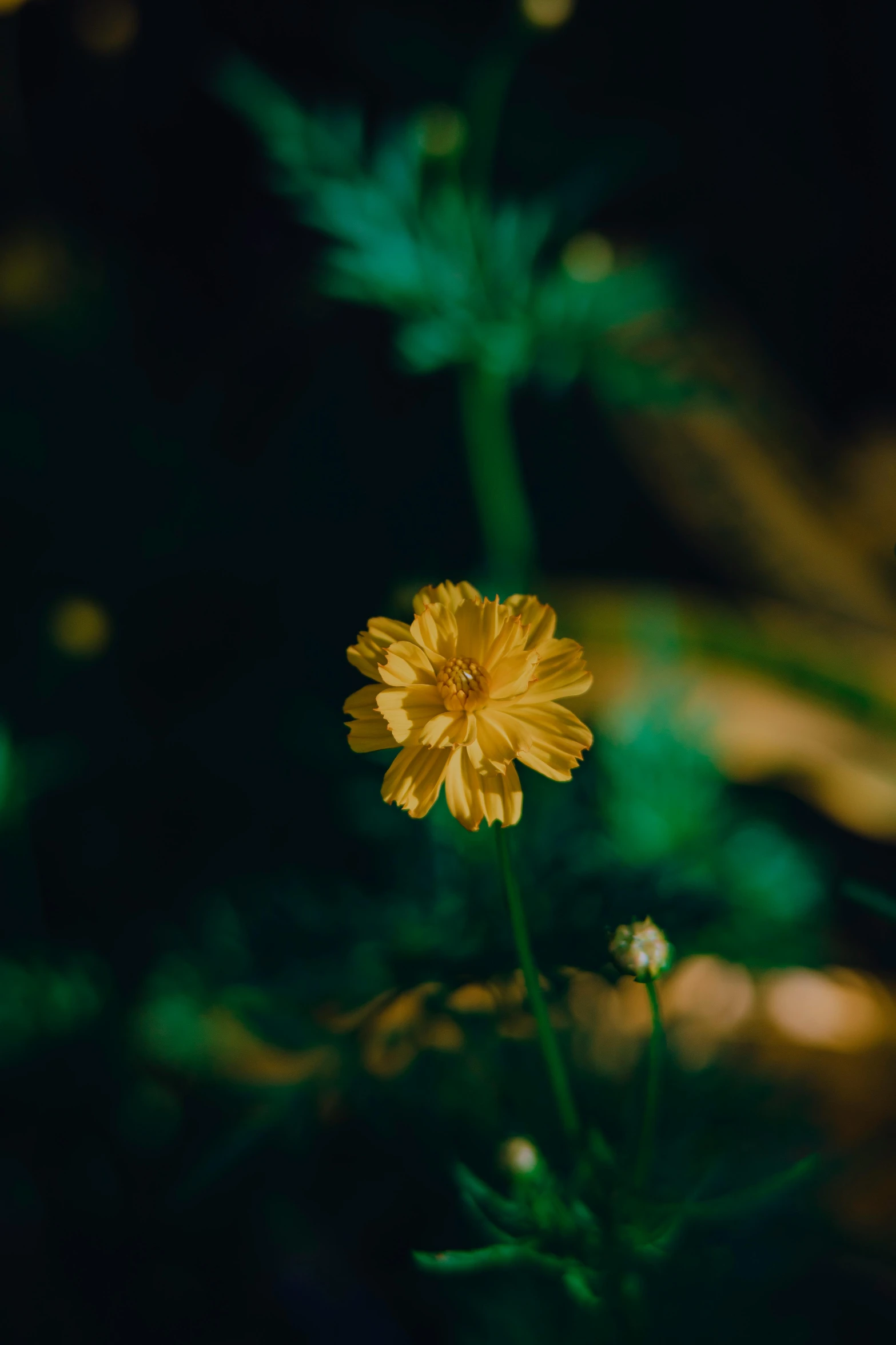 a small yellow flower with a green stem