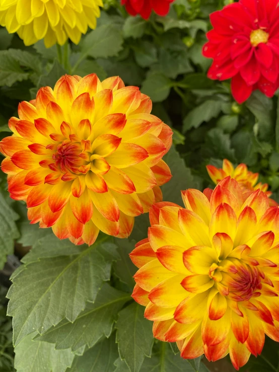 a group of red, yellow and orange flowers next to each other