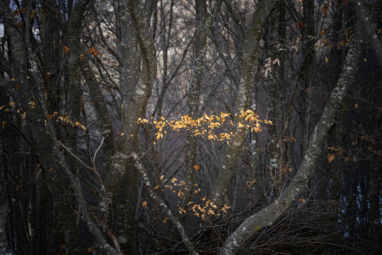 tree trunks in the forest with orange leaves