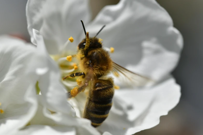 a bee that is in a flower with water droplets