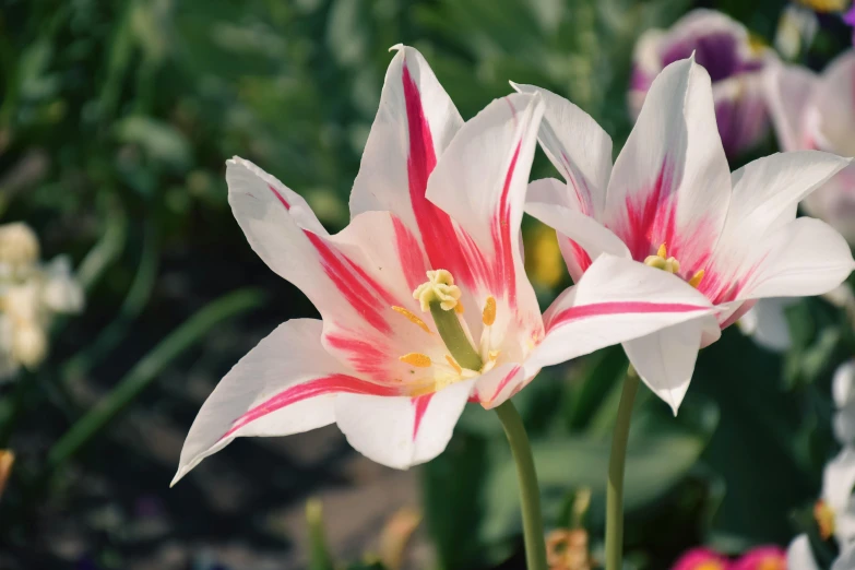 two white and red striped flowers next to each other