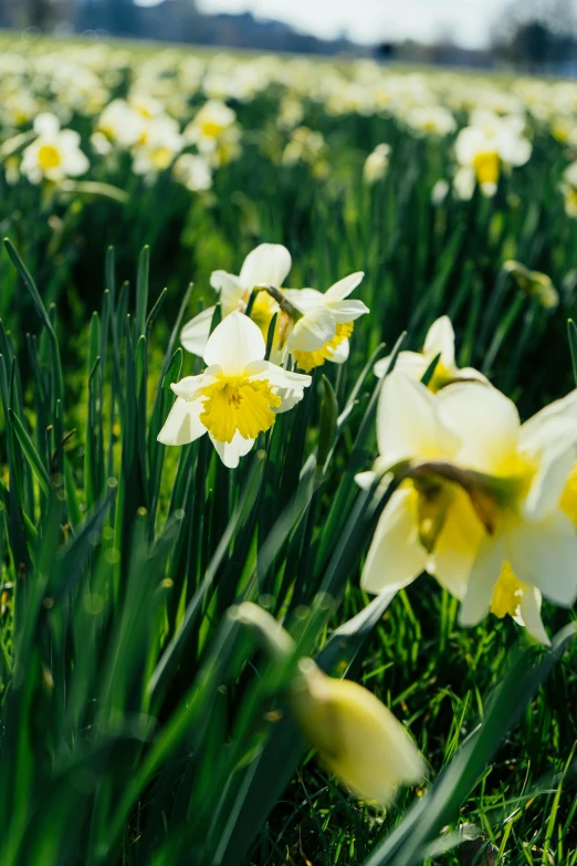 many white and yellow flowers are in a large field