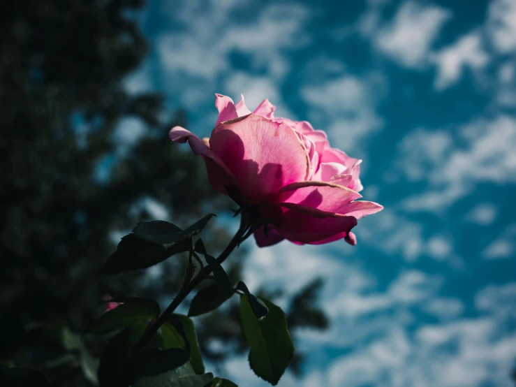 a single pink flower with leaves on it