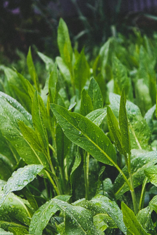 a plant is covered with rain drops