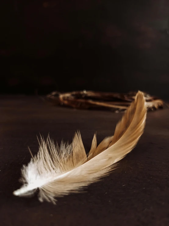 feather resting on floor in dim room with reflection