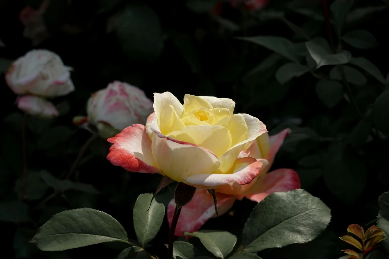 a single yellow rose on a nch in the sun