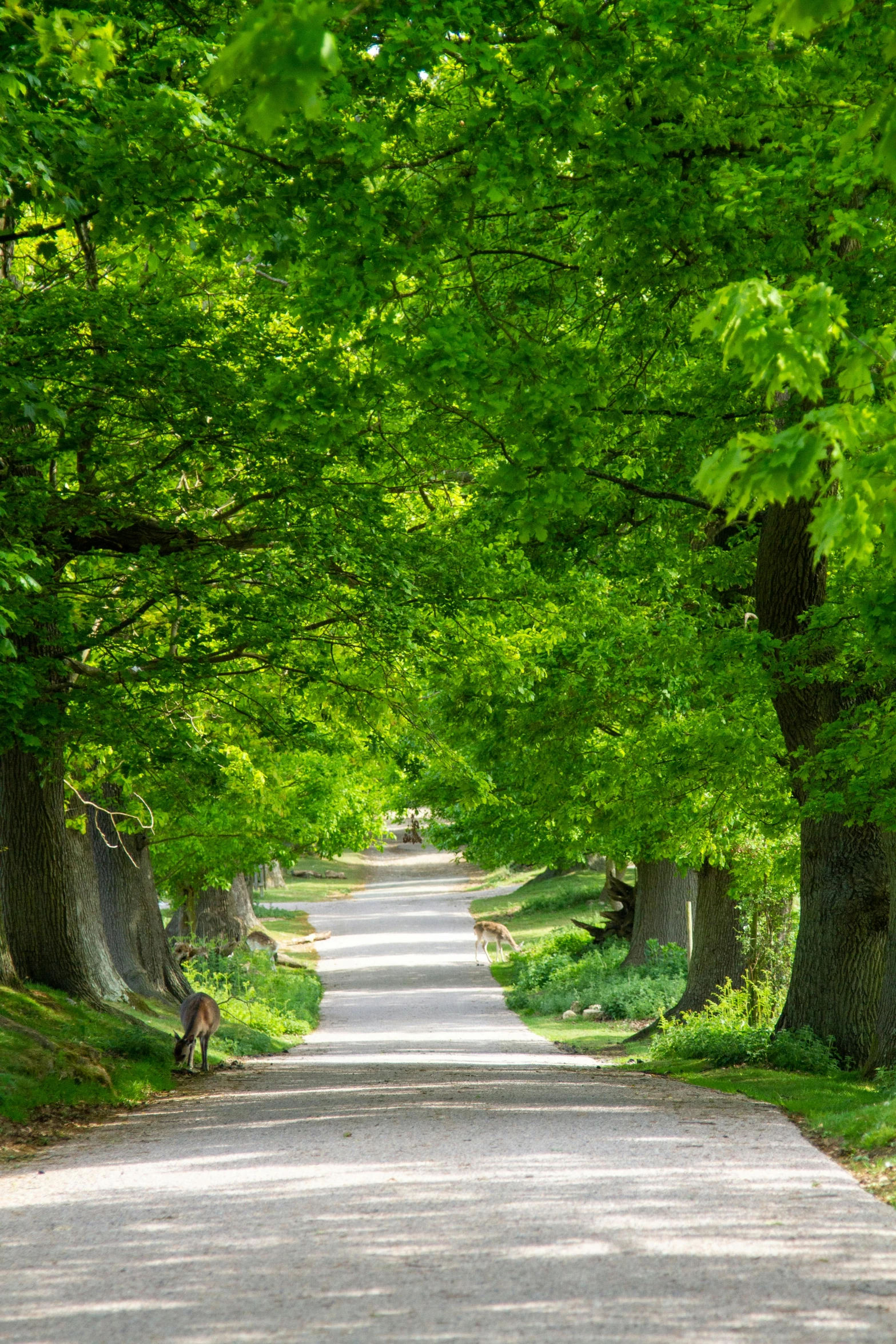 a dirt road is lined by trees on both sides