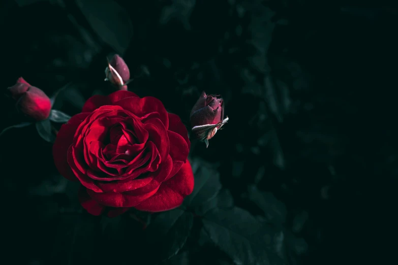 red rose against black background with tiny leaves