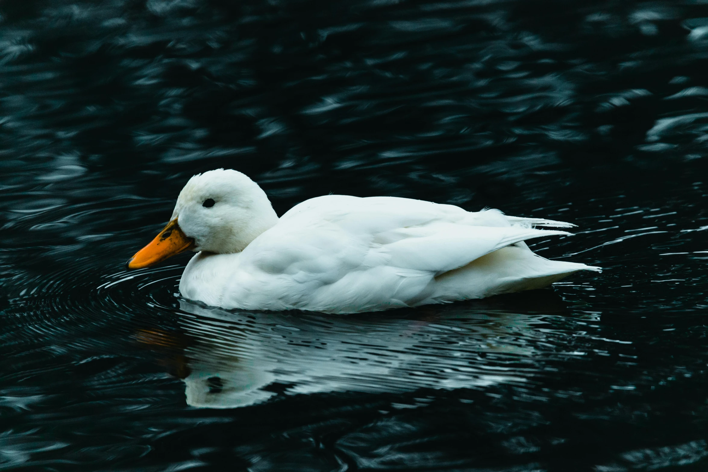 a duck swimming on top of a lake filled with water