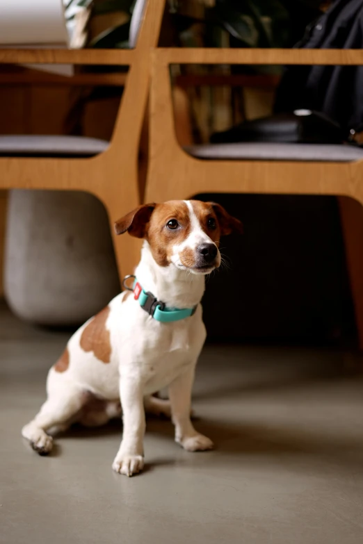 a brown and white dog sitting under a wooden bench