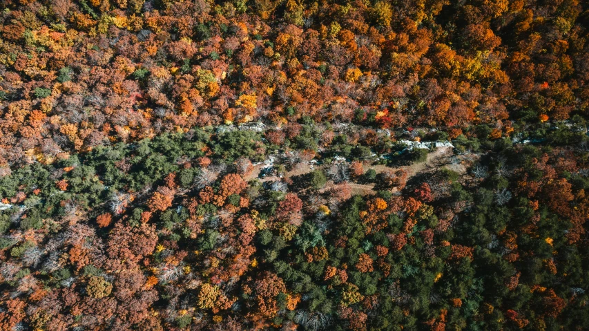 a scenic view from a helicopter of a forest with colorful trees in autumn